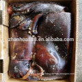Sea Frozen Indian Ocean Squid For Sale to Processing Factory